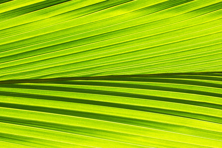Green Leaf Pattern Background Macro