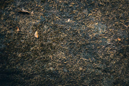 Brown moss based on a rock backgroundの写真素材