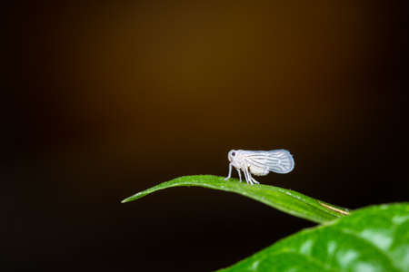 White insect on plantの写真素材