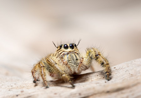 Yellow spider macrosの写真素材