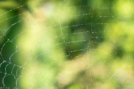 Macro background drops on spider webの写真素材