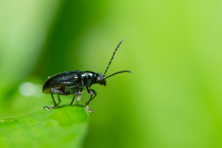 Macro blue beetle