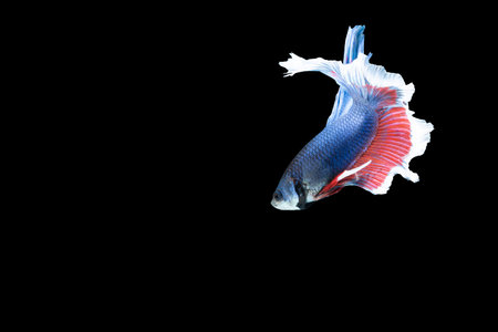 Close-up moment fish betta halfmoon blue red stripes black background scenes