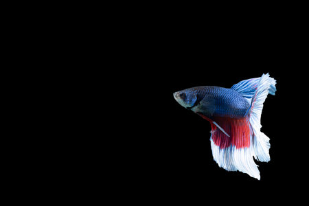 Close-up moment fish betta halfmoon blue red stripes black background scenes