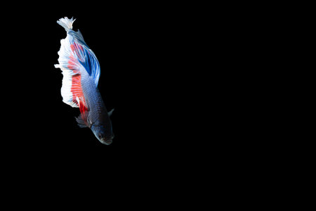 Close-up moment fish betta halfmoon blue red stripes black background scenes