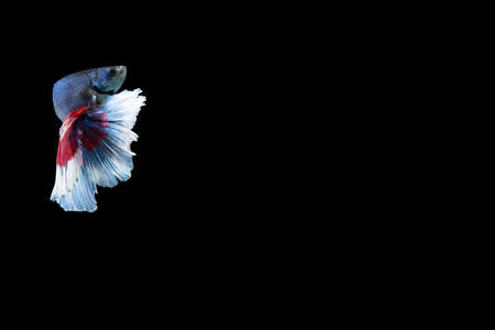 Close-up moment fish betta halfmoon blue red stripes black background scenesの写真素材