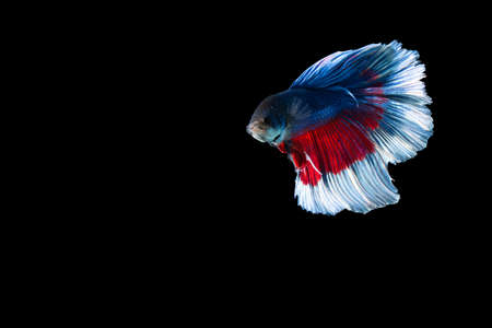 Close-up moment fish betta halfmoon blue red stripes black background scenesの写真素材