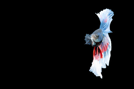 Close-up moment fish betta halfmoon blue red stripes black background scenes