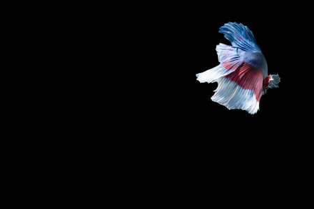 Close-up moment fish betta halfmoon blue red stripes black background scenesの写真素材
