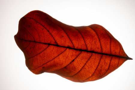 Take close-up motifs and red leaves in a white background.