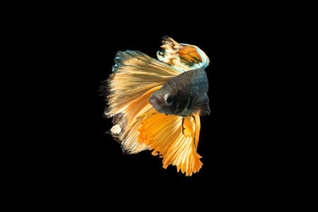 Close-up moment fish betta halfmoon Yellow mixed gray black background scenesの写真素材