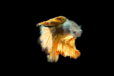 Close-up moment fish betta halfmoon Yellow mixed gray black background scenesの写真素材
