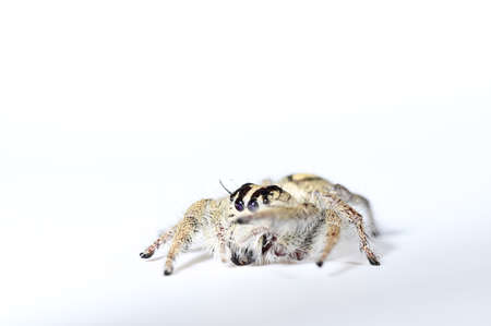 Spider macro backdrop white background.の写真素材