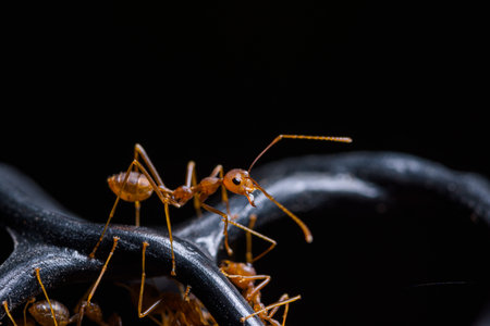 Macro Red Ant or Oecophylla smaragdina, Natural Black Backgroundの写真素材