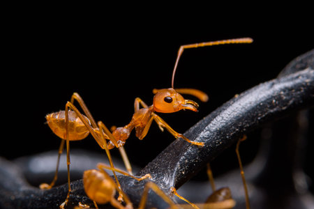 Macro Red Ant or Oecophylla smaragdina, Natural Black Background
