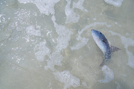 Fish in the water at the beach