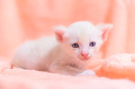 A cute kitten in a pile of clothsの写真素材