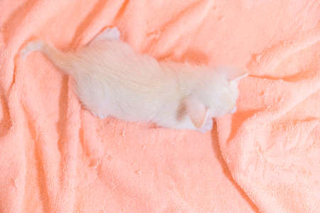 A cute kitten in a pile of clothsの写真素材