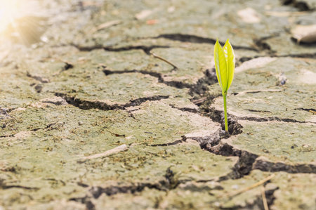 Trees that grow in arid soil, global warming
