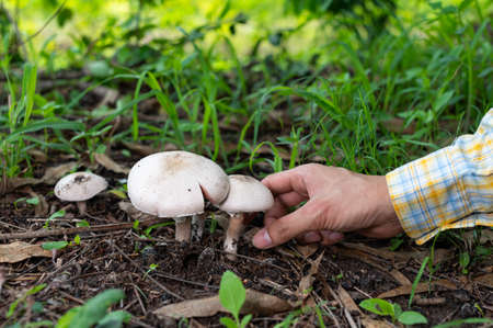 Farmers pick mushrooms in the natural forestの写真素材