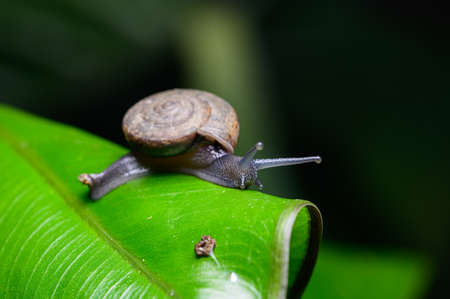 Macro Monachoides vicinus in natureの写真素材