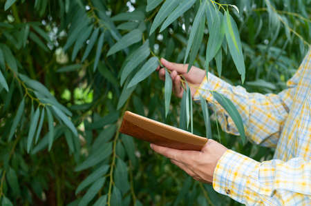 Farmers check the quality of trees in the gardenの写真素材
