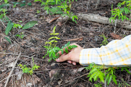 Farmers collecting herbs in natural forests
