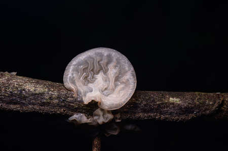 Mushroom growing in the natural forestの写真素材