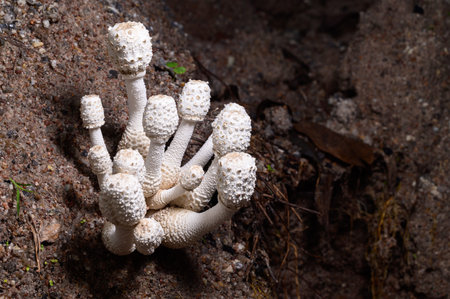 Mushroom growing in the natural forestの写真素材