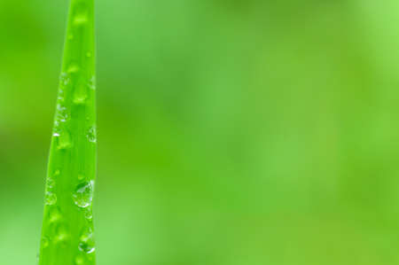 Macro water drops on leaves green blurred backgroundの写真素材