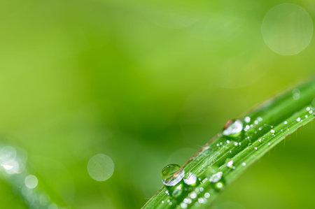 The concept of love the world green environment Water droplets on the leaves Blurred bokeh...