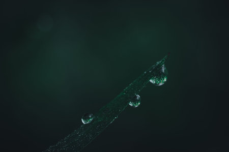 The concept of love the world green environment Water droplets on the leaves Blurred bokeh backgroundの写真素材