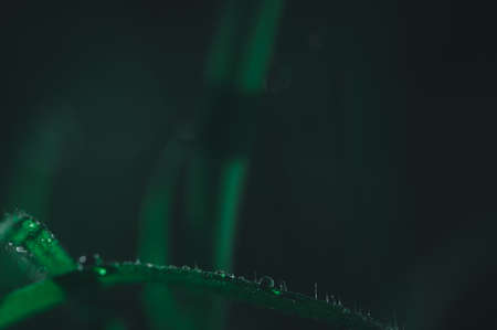 The concept of love the world green environment Water droplets on the leaves Blurred bokeh backgroundの写真素材