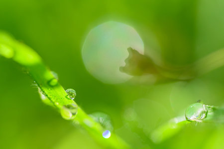 The concept of love the world green environment Water droplets on the leaves Blurred bokeh...