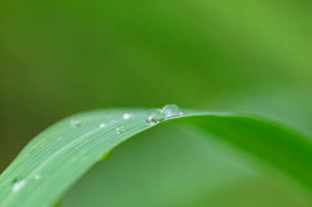 The concept of love the world green environment 

Water droplets on the leaves Blurred bokeh backgroundの写真素材