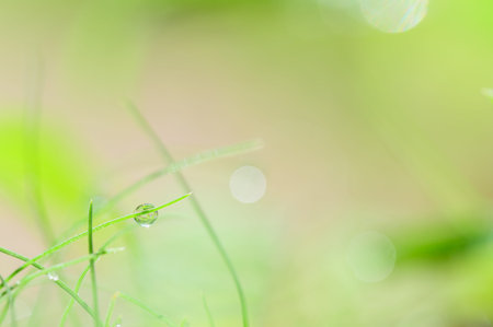 The concept of love the world green environment Water droplets on the leaves Blurred bokeh...
