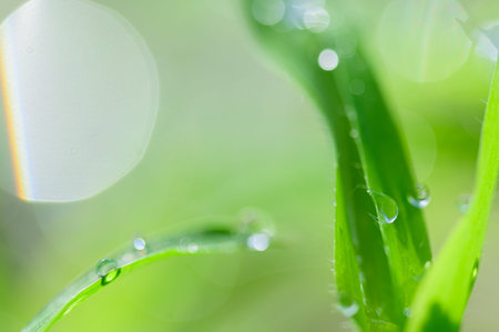 The concept of love the world green environment Water droplets on the leaves Blurred bokeh...