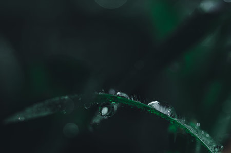 The concept of love the world green environment Water droplets on the leaves Blurred bokeh...