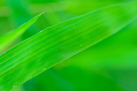 The concept of love the world green environment Water droplets on the leaves Blurred bokeh...