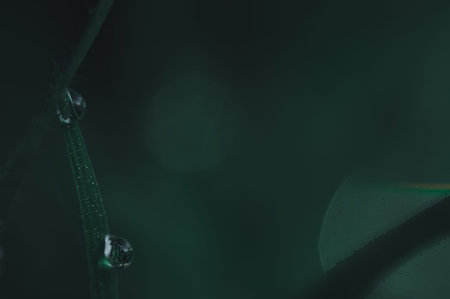 The concept of love the world green environment Water droplets on the leaves Blurred bokeh...