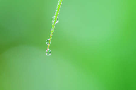 The concept of love the world green environment Water droplets on the leaves Blurred bokeh backgroundの写真素材