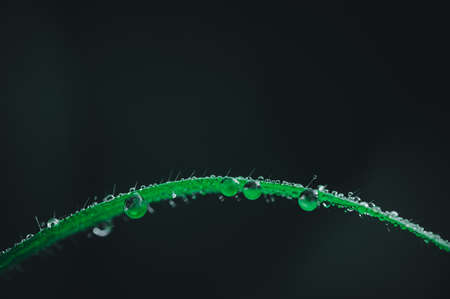 The concept of love the world green environment Water droplets on the leaves Blurred bokeh backgroundの写真素材