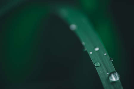 The concept of love the world green environment Water droplets on the leaves Blurred bokeh backgroundの写真素材