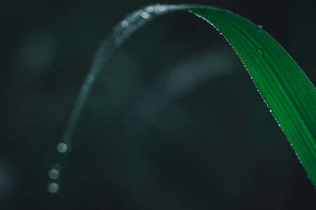 The concept of love the world green environment Water droplets on the leaves Blurred bokeh backgroundの写真素材