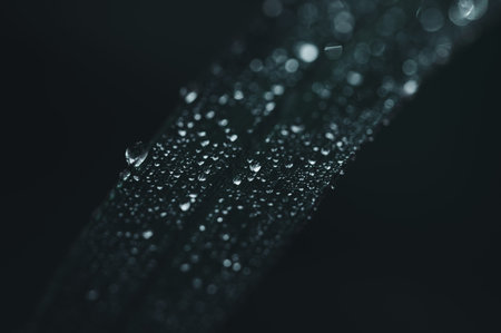 The concept of love the world green environment Water droplets on the leaves Blurred bokeh backgroundの写真素材