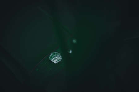 The concept of love the world green environment Water droplets on the leaves Blurred bokeh backgroundの写真素材