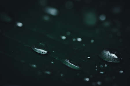 The concept of love the world green environment Water droplets on the leaves Blurred bokeh backgroundの写真素材