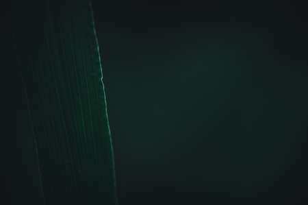 The concept of love the world green environment Water droplets on the leaves Blurred bokeh backgroundの写真素材