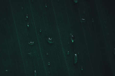 The concept of love the world green environment Water droplets on the leaves Blurred bokeh backgroundの写真素材