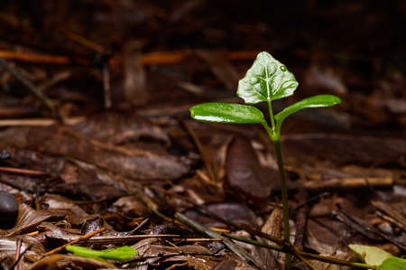 Trees growing in the natural forestの写真素材